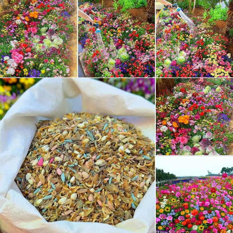 🔥Last day clearance💝Premium Cold-Hardy Mixed Perennial Seeds - Selected 40+ Fall Planting Mix